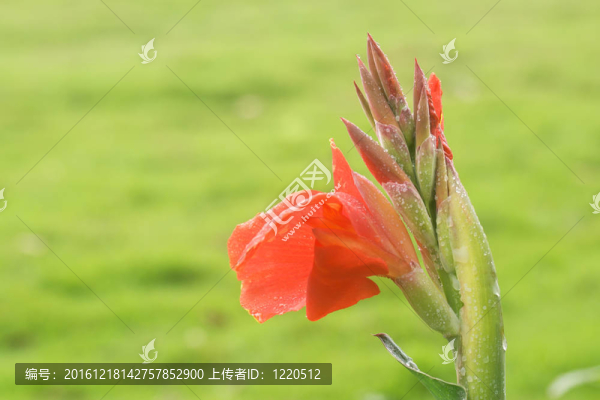 雨后的美人蕉