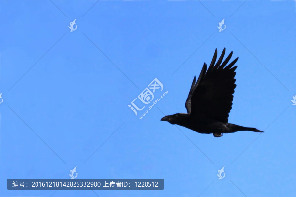 藍(lán)天上飛翔的烏鴉
