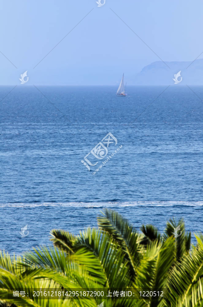 船海和棕櫚樹(shù)