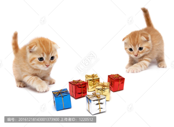 小貓