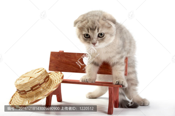 灰貓