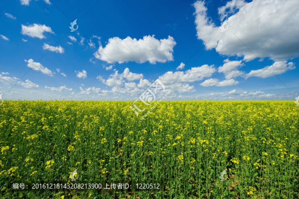 菜籽和云