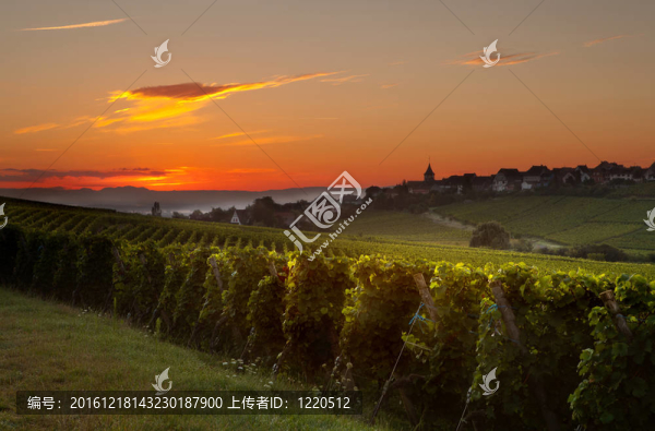 法國葡萄園的夏日早晨