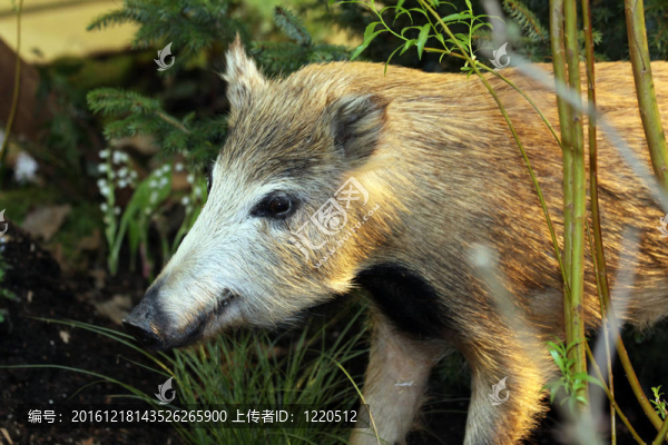 野豬