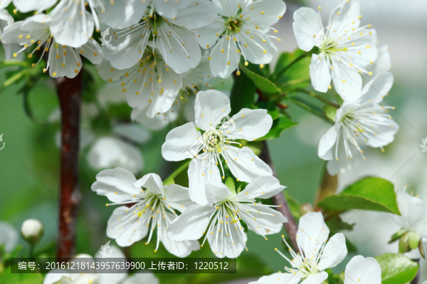 櫻花之Flowers