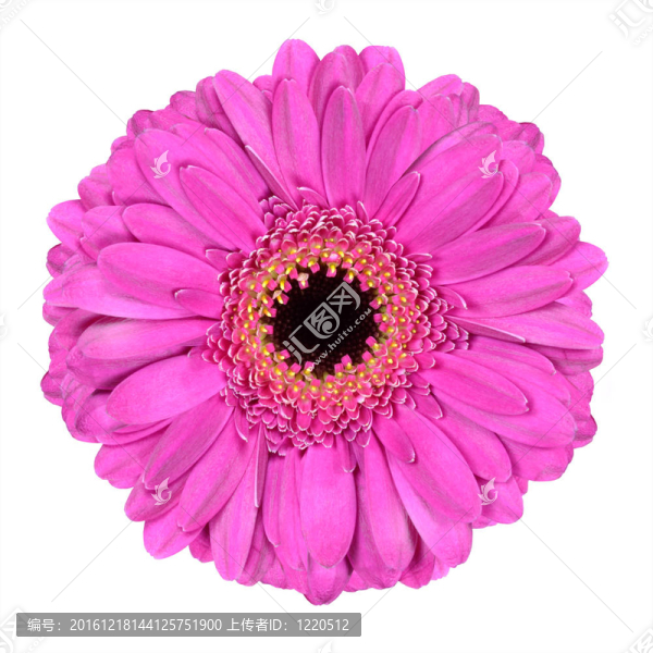 粉色非洲菊菊花白色隔離