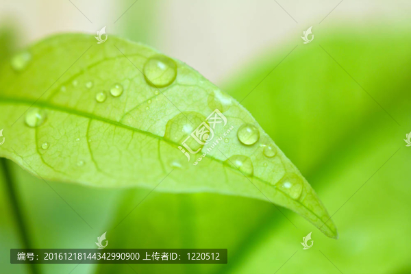 白底水滴