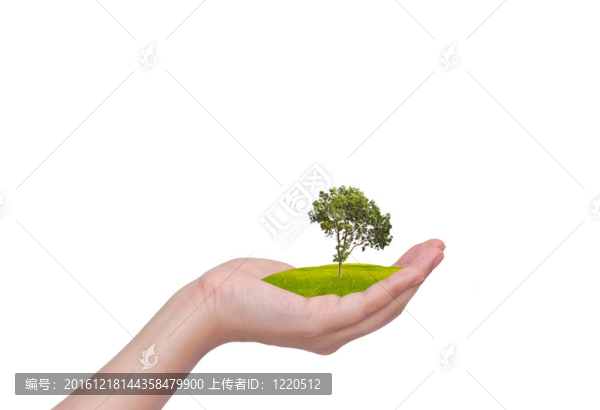 手拿著樹(shù)