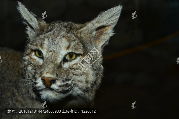 山貓