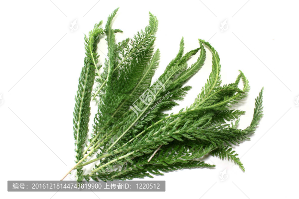 西洋蓍草
