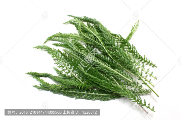西洋蓍草
