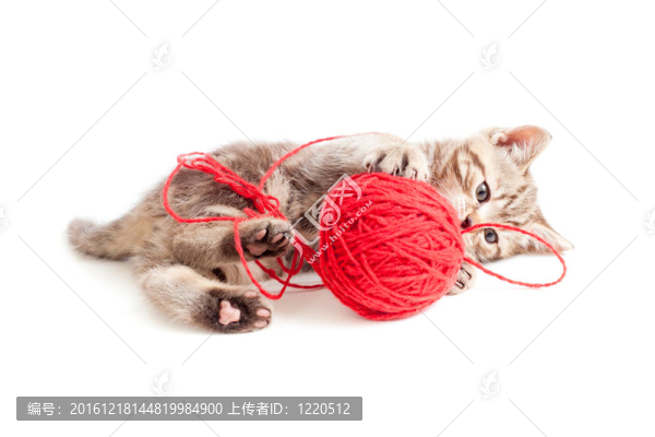 虎斑小貓玩紅色提示或球