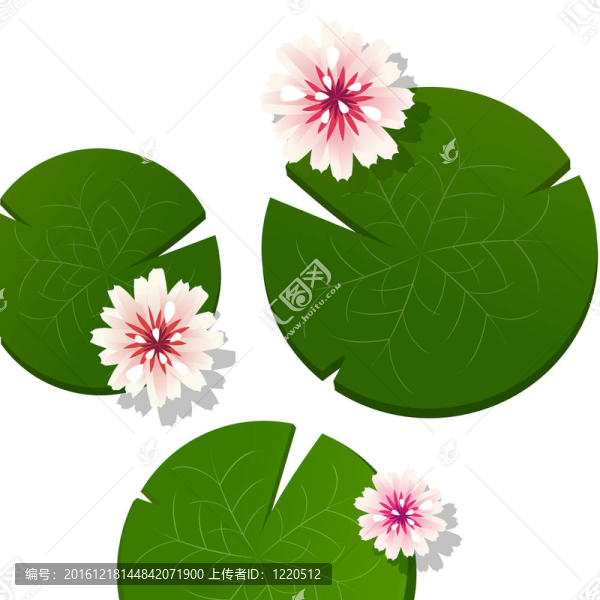 粉紅色的荷花