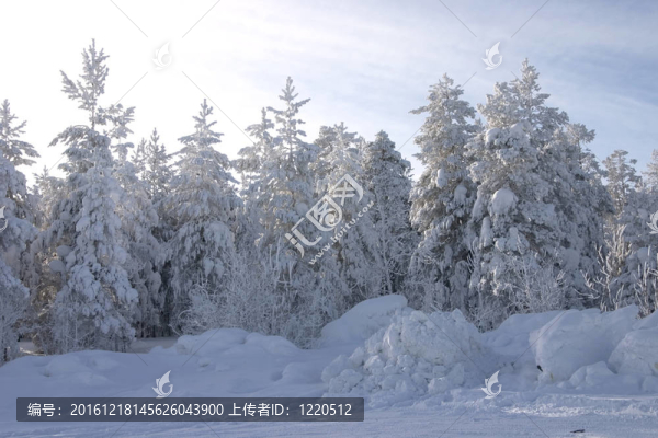 圣誕前夕，一片白雪覆蓋的常青樹和松樹