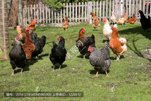 農(nóng)家樂雞