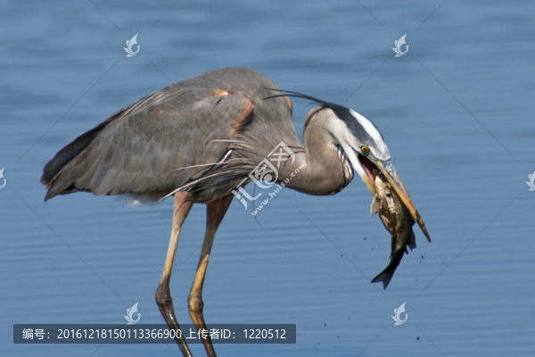 大藍(lán)鷺魚