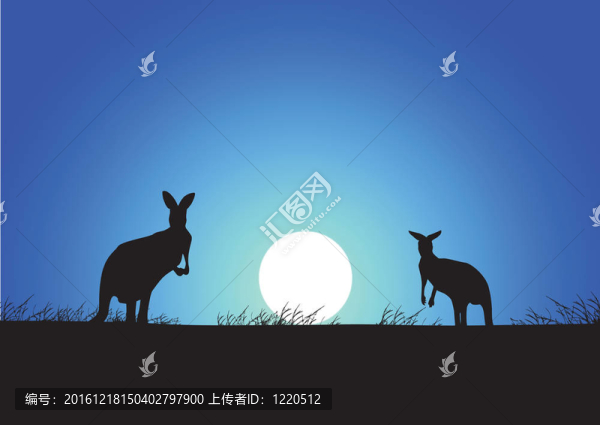 夕陽下的袋鼠