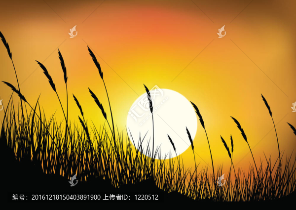 小麥草的背景