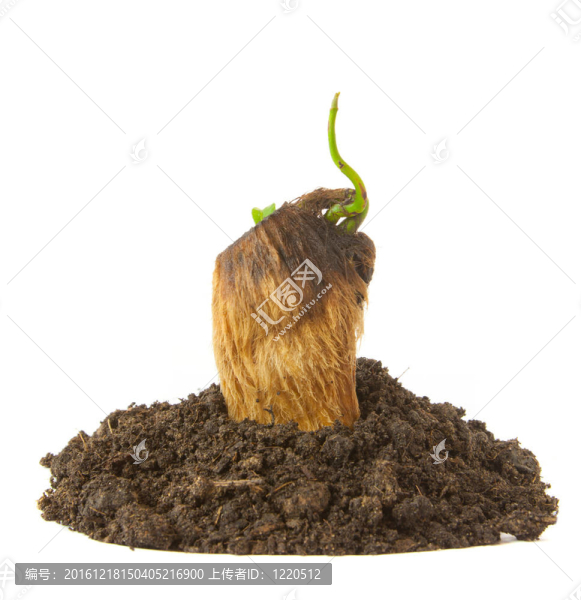 種植綠色植物