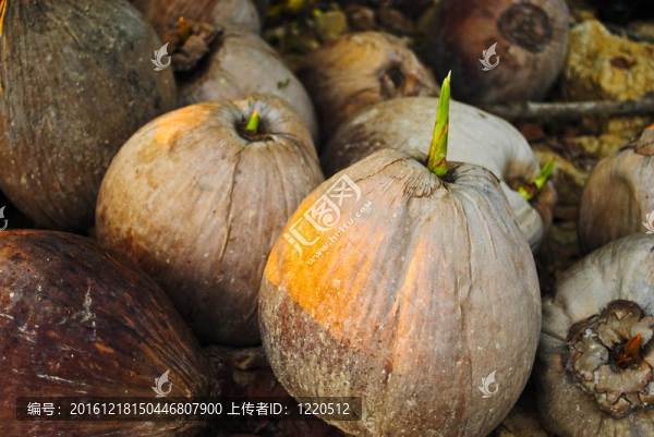 椰子芽