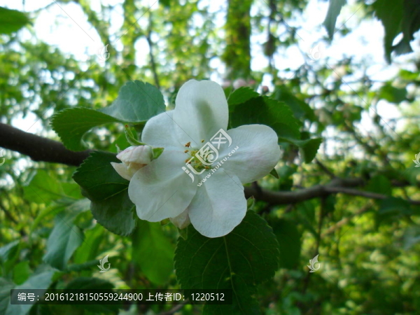 蘋果花