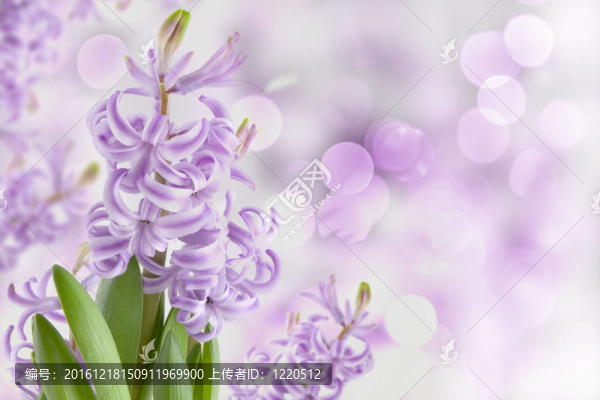 魔術(shù)彈簧風(fēng)信子花園