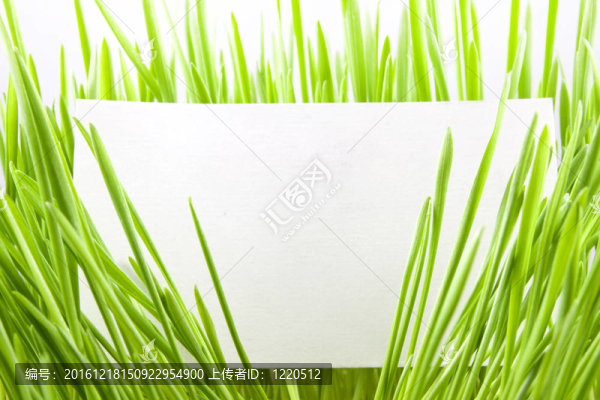 綠色名片空白名片