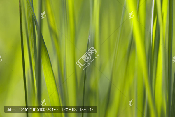 綠色的草。