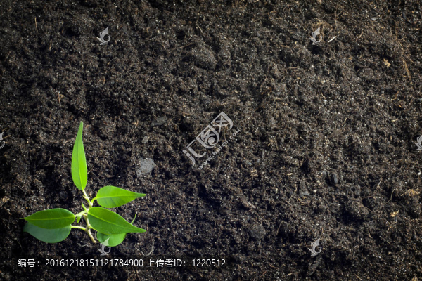 土壤和植物背景