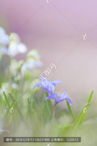 紫色的花。