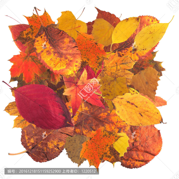 秋天leaves3