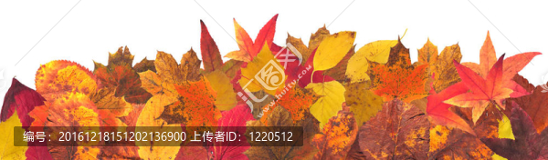 秋天的落葉