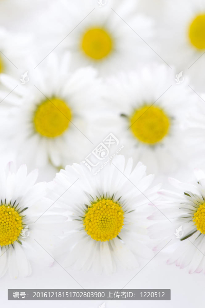 在白色背景上的雛菊