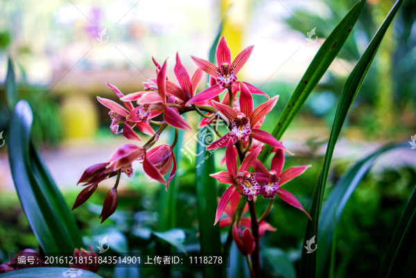 蘭花
