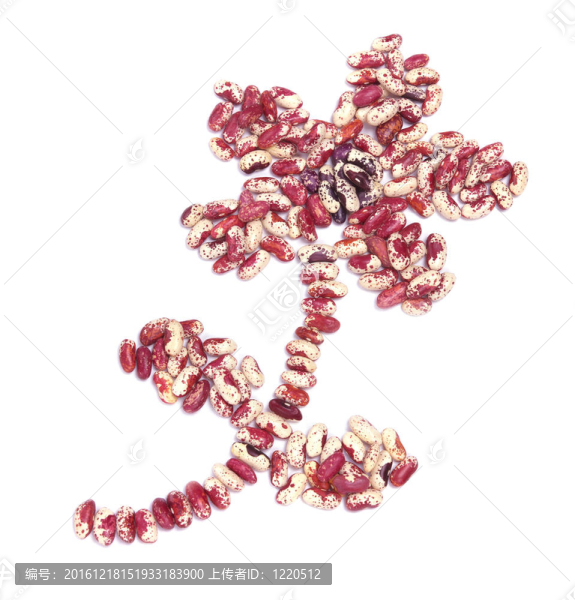 扁豆的花在白色的形狀