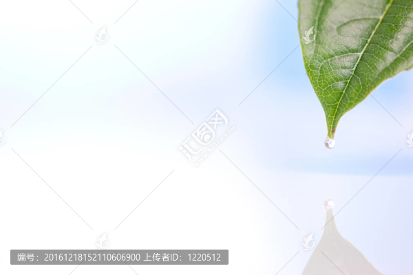 落在葉子上