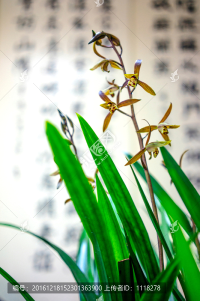 蘭花