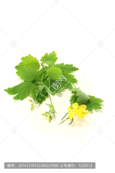 白屈菜