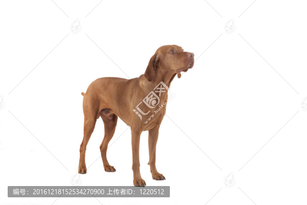 工作室里的獵狗