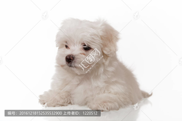 白色的小狗
