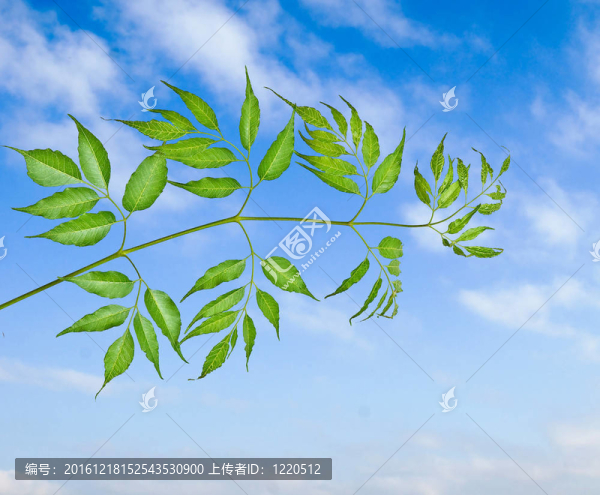 天空背景分支