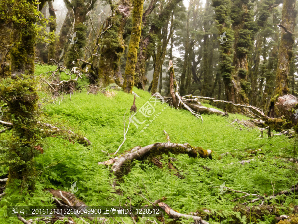 原始山地雨林馬爾堡；NZ