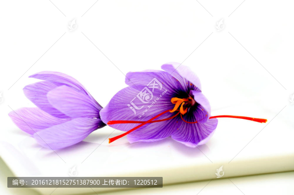 番紅花