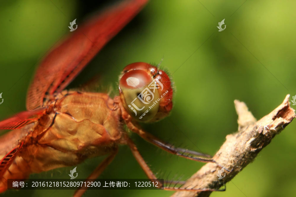 一只紅蜻蜓