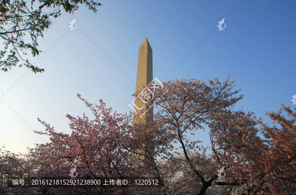 華盛頓特區(qū)櫻花紀念碑