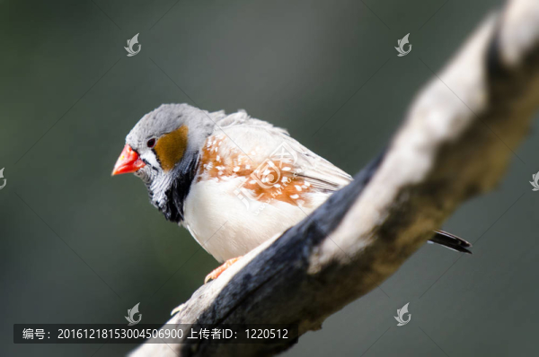 野生動物和動物