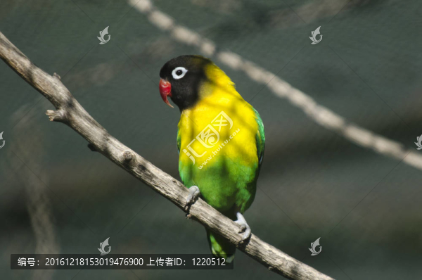 野生動物和動物