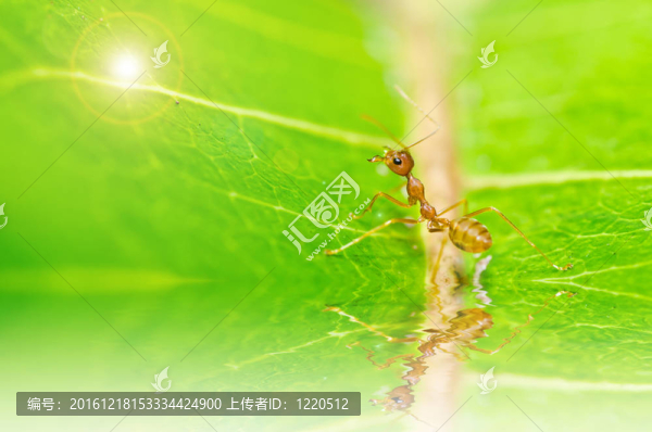 綠色中的紅螞蟻