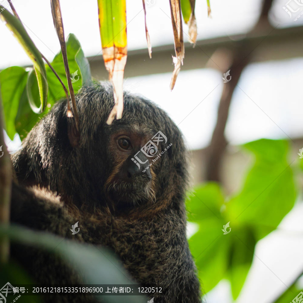 特寫白臉/,Guianan,saki,monkey女（Pithecia,pithecia）