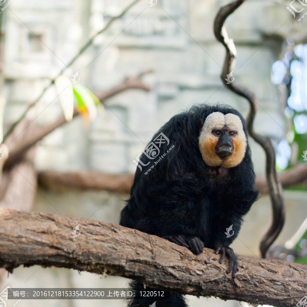 白臉/,Guianan,saki,monkey（白面狐尾猴）